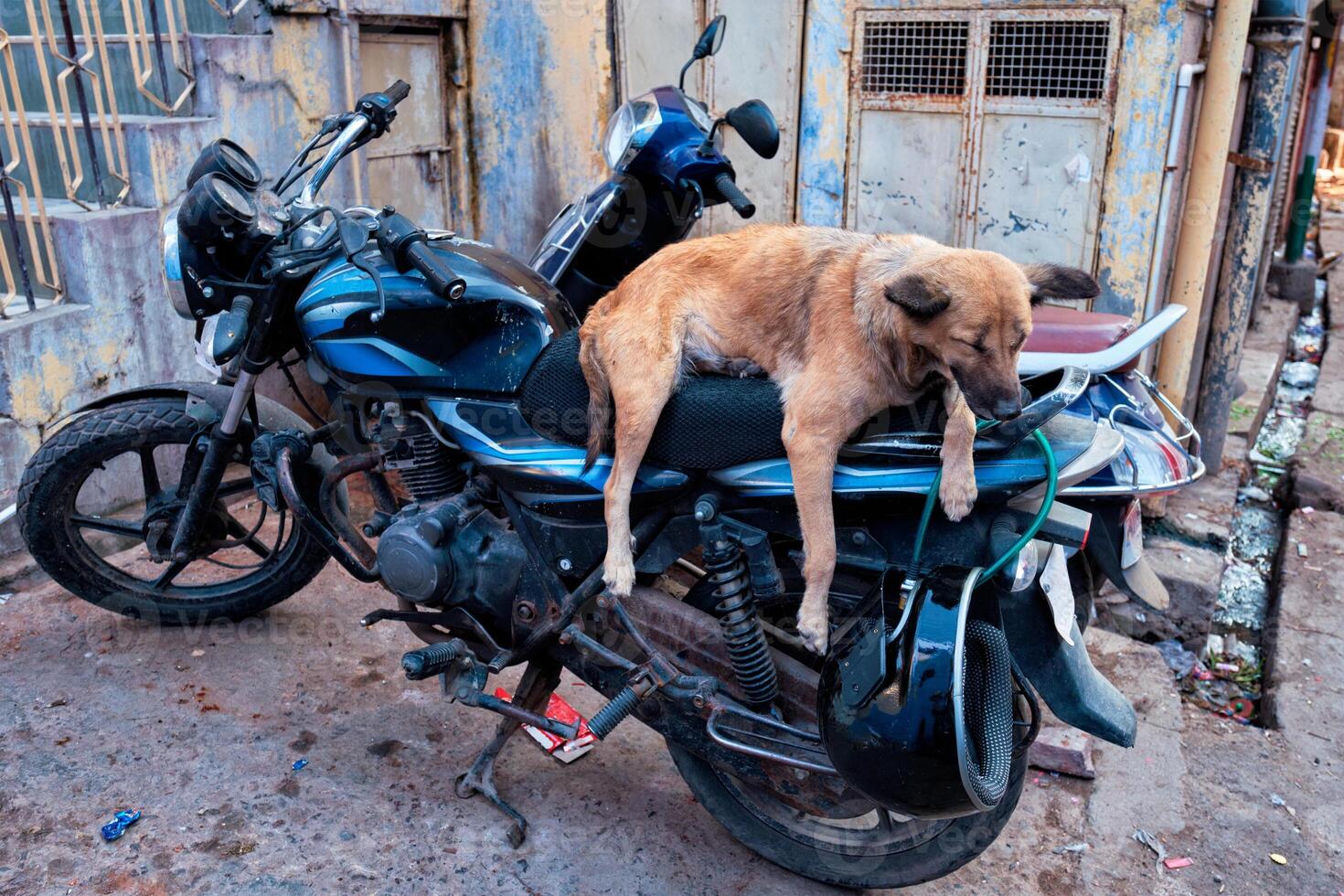 Dog sleeping on motorcycle in indian street photo