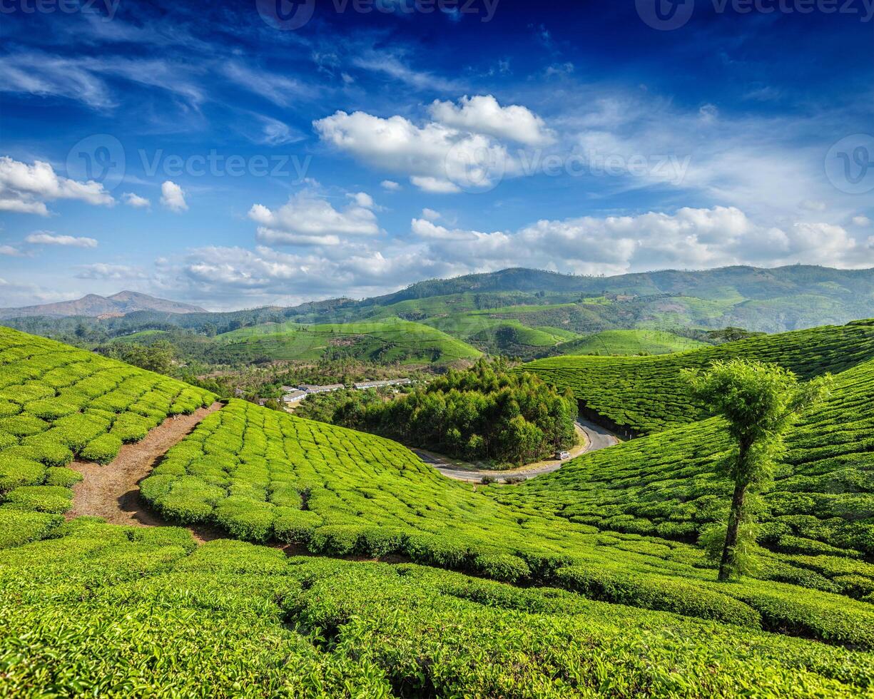 Tea plantations, Munnar, Kerala state, India photo