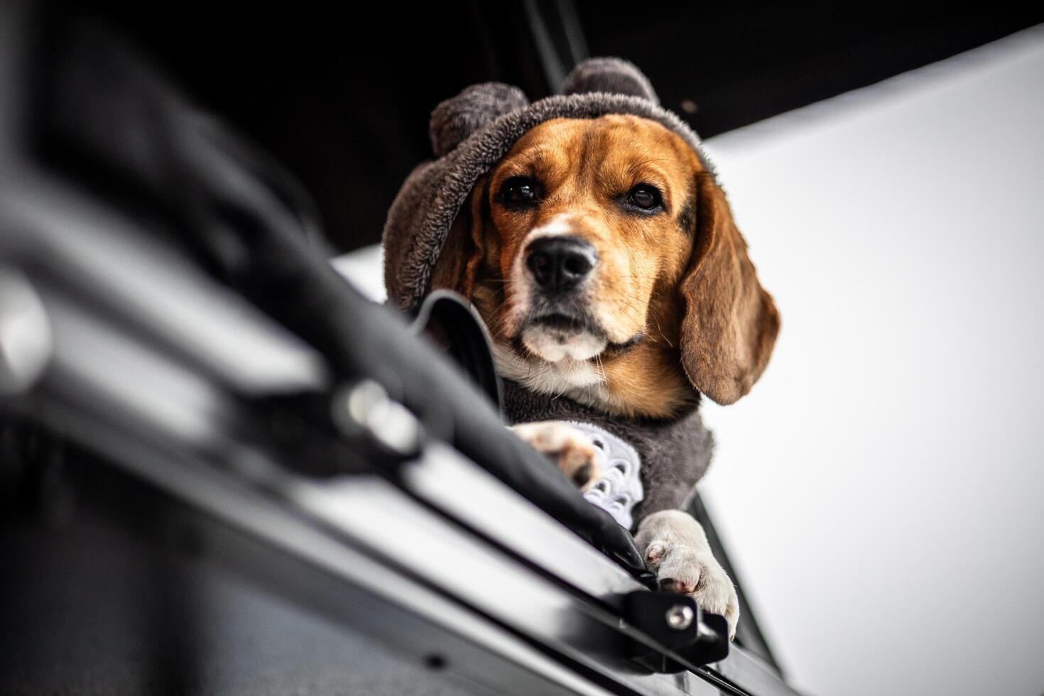 Beagle dog travel on holiday in winter in Thailand. photo