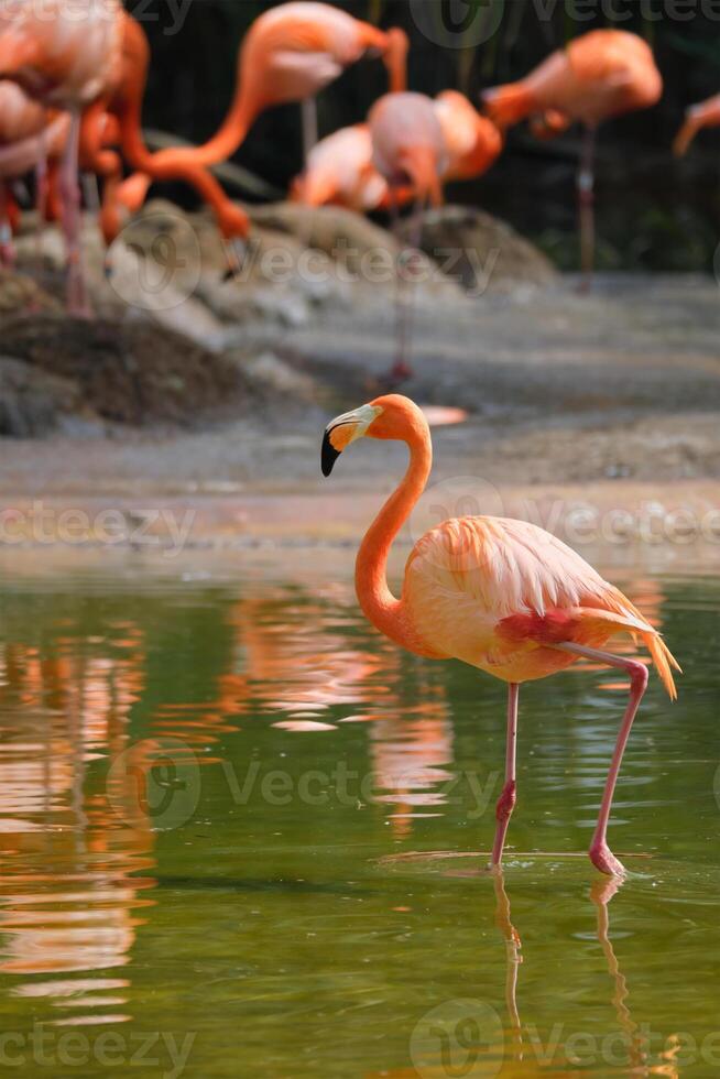 American flamingo Phoenicopterus ruber bird photo