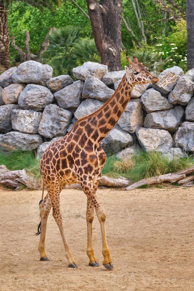 Giraffe Giraffa walking photo