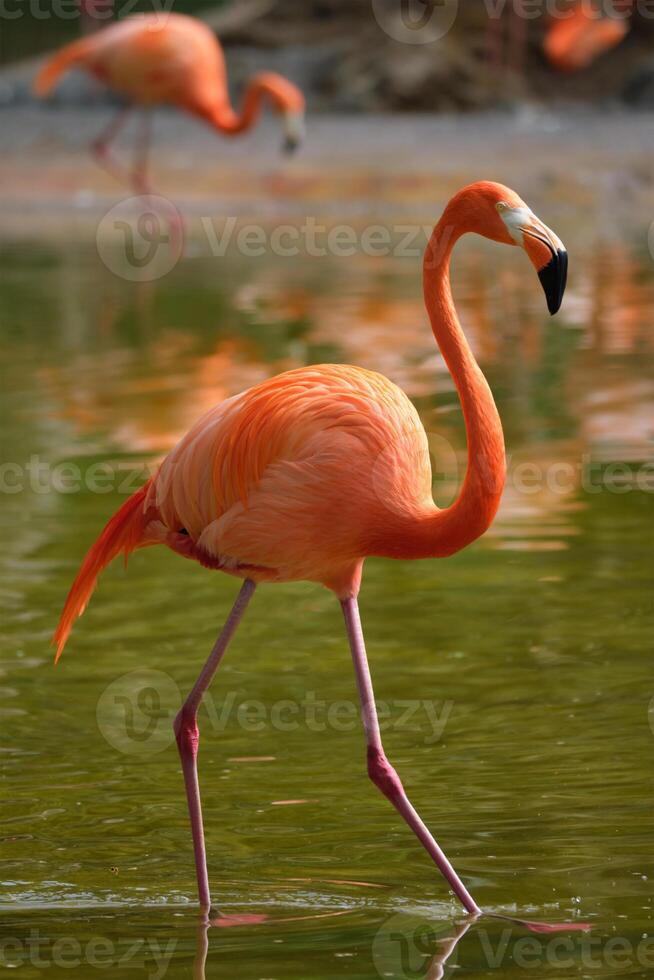 American flamingo Phoenicopterus ruber bird photo