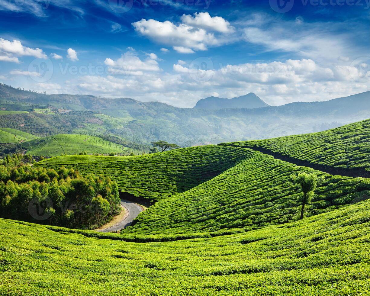 Tea plantations, Munnar, Kerala state, India photo