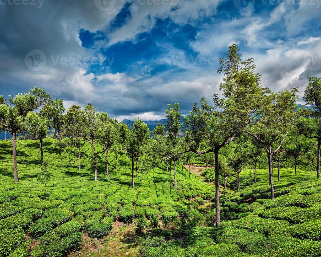 Tea plantations in mountains photo
