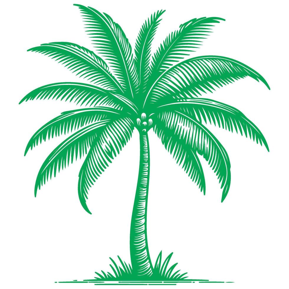 Palm or coconut tree tropical green leaves. hand drawing doodle sketch style vector illustration