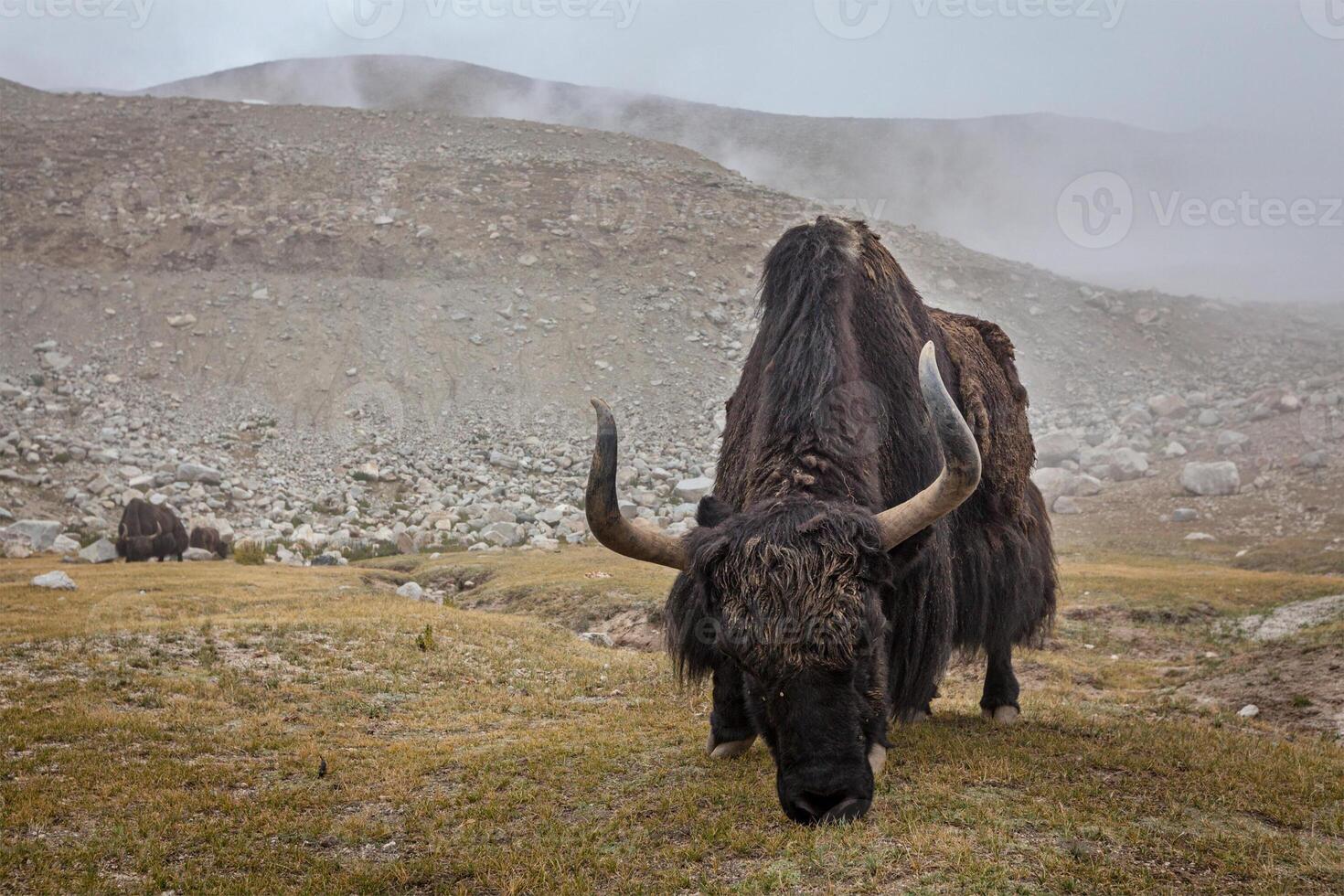Yak grazing in Himalayas photo