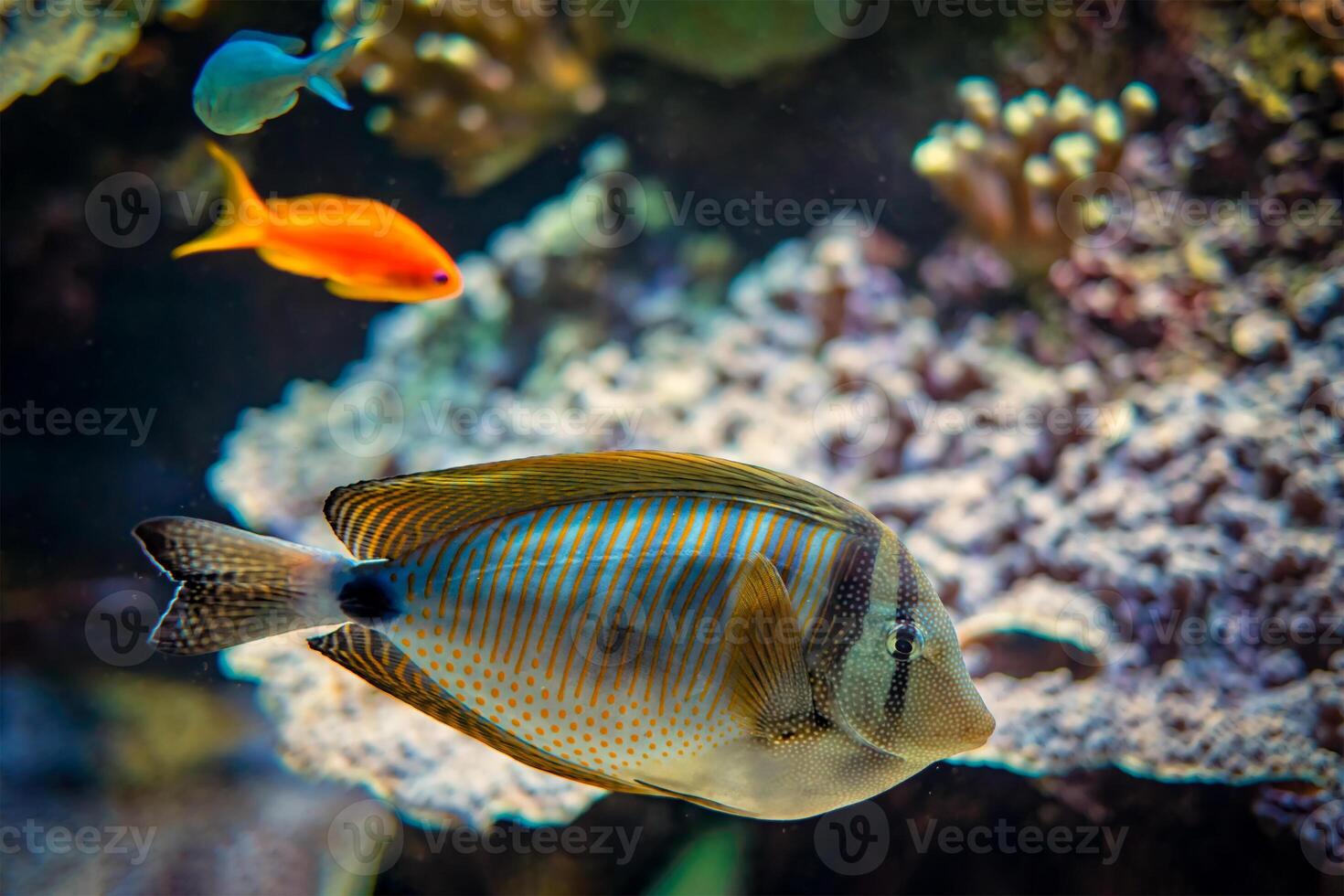 Red Sea sailfin tangfish underwater in sea photo