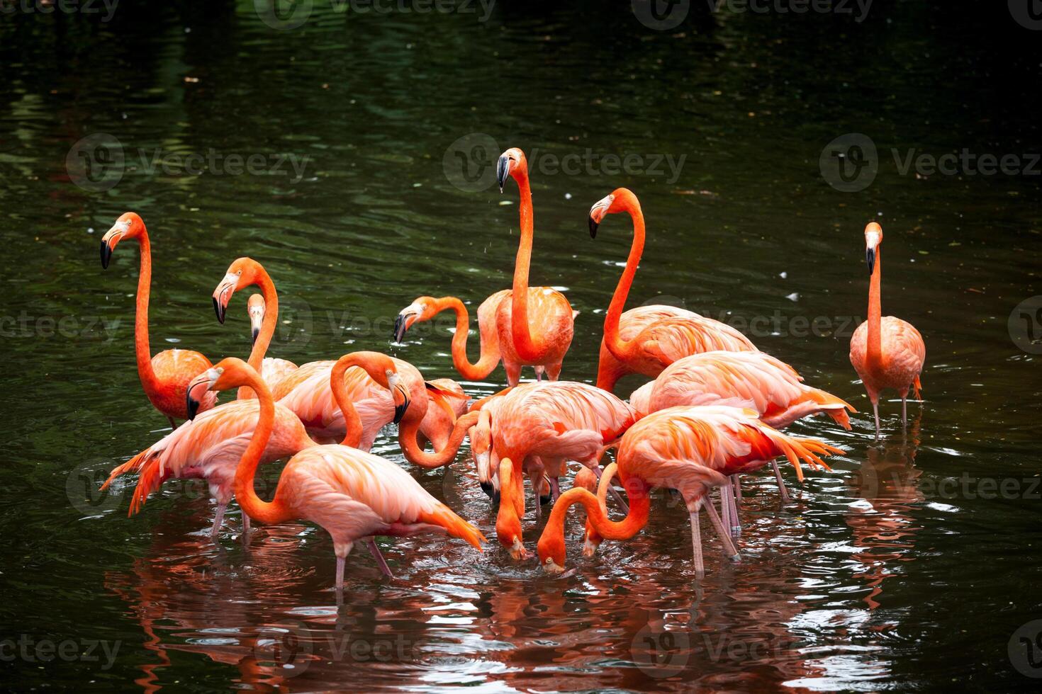 American Flamingo Phoenicopterus ruber, Orange flamingo photo