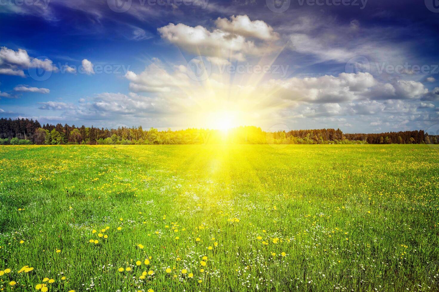 Green meadow with grass in summer photo