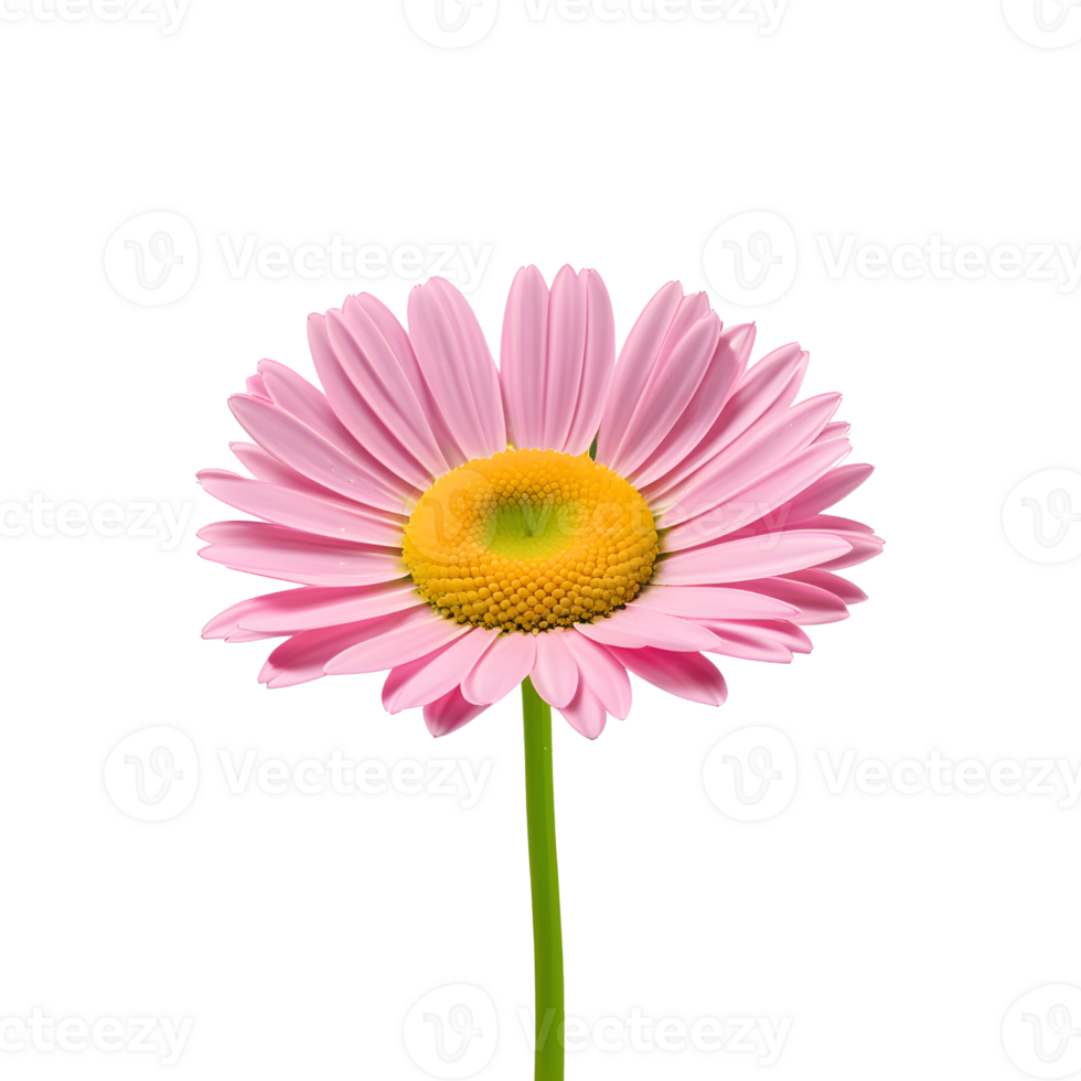 AI generated single Pink daisy, chamomile isolated png