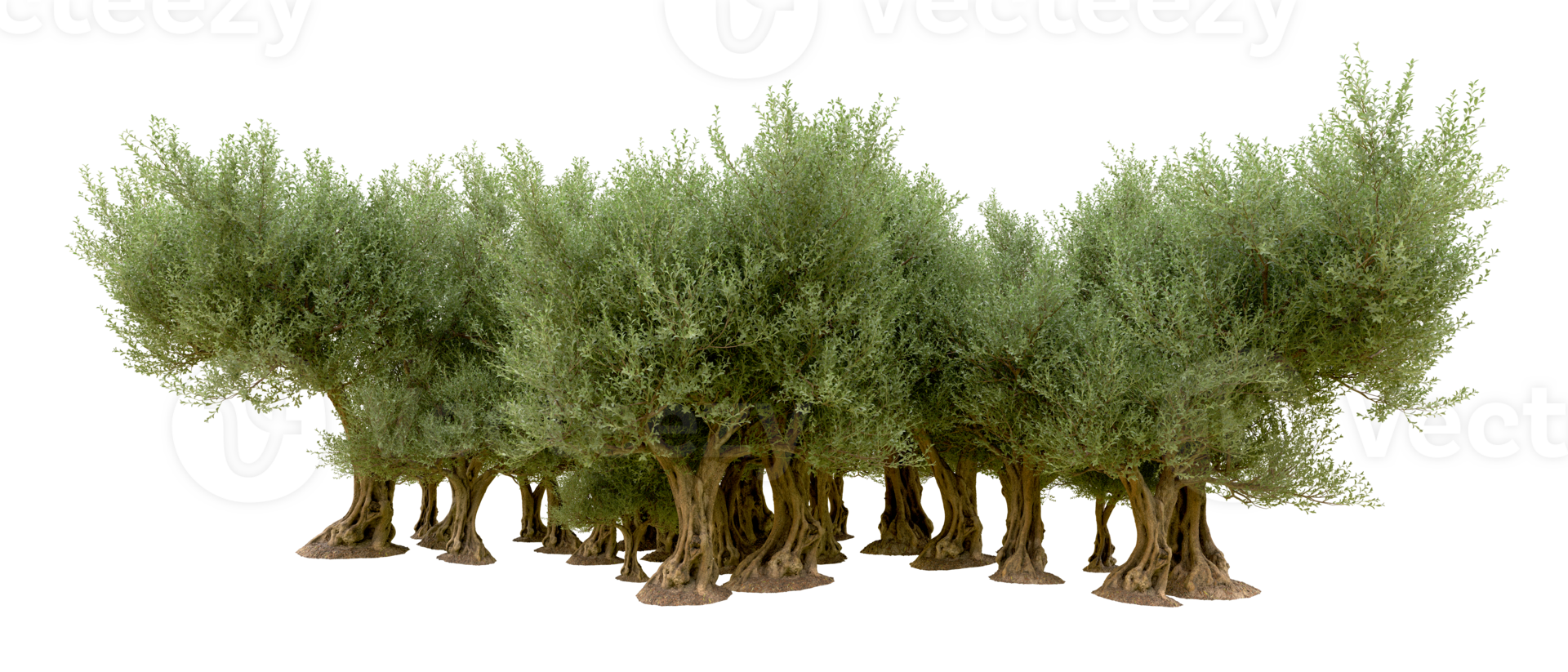 Green forest isolated on background. 3d rendering - illustration png