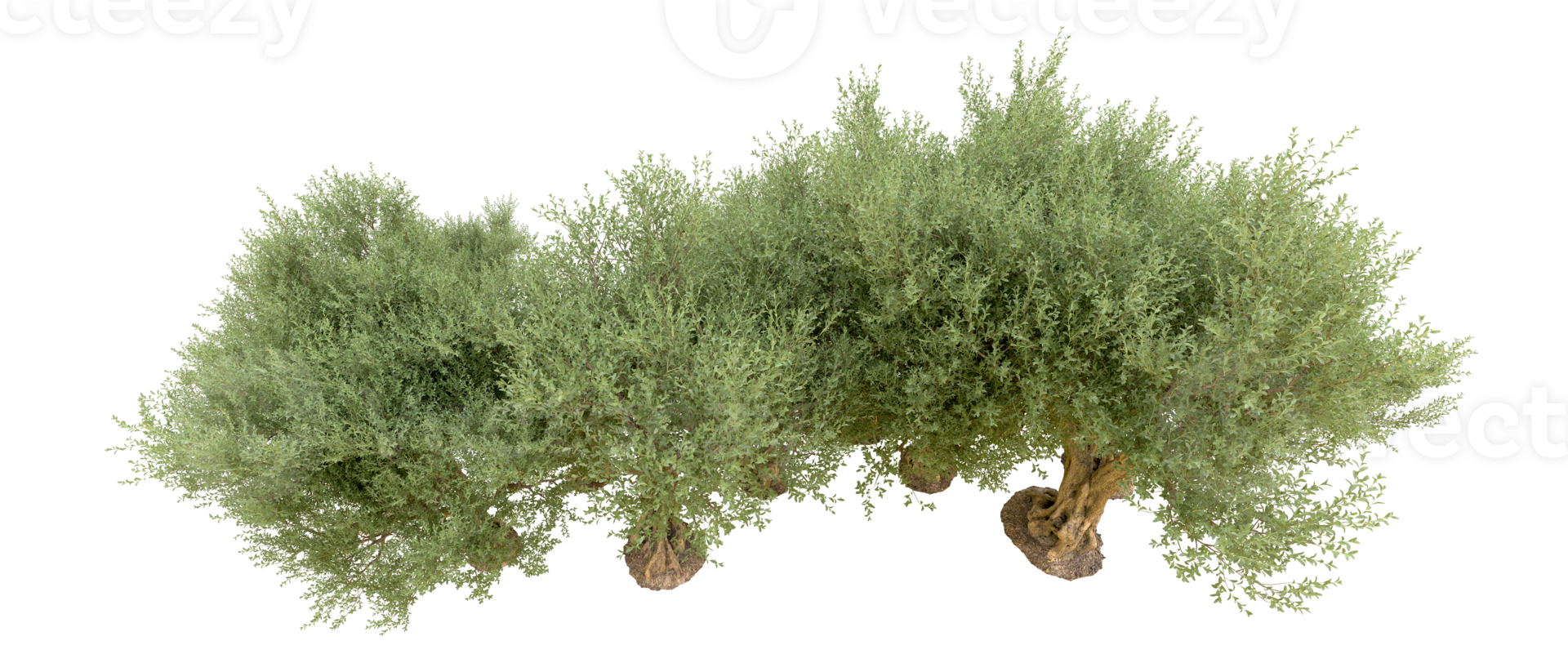 Green forest isolated on background. 3d rendering - illustration png