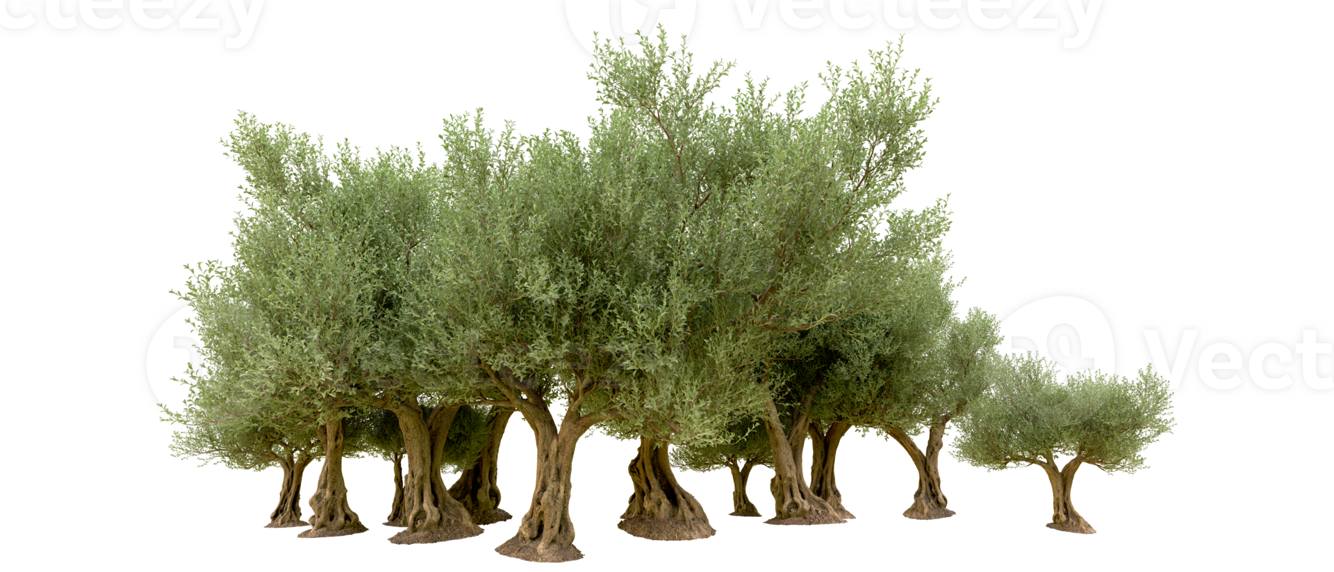 Green forest isolated on background. 3d rendering - illustration png
