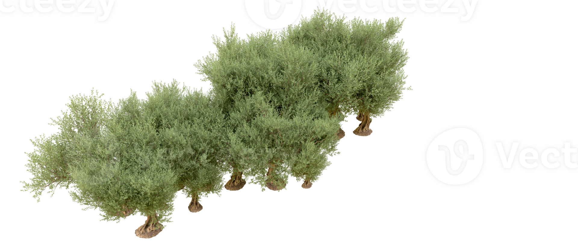 Green forest isolated on background. 3d rendering - illustration png