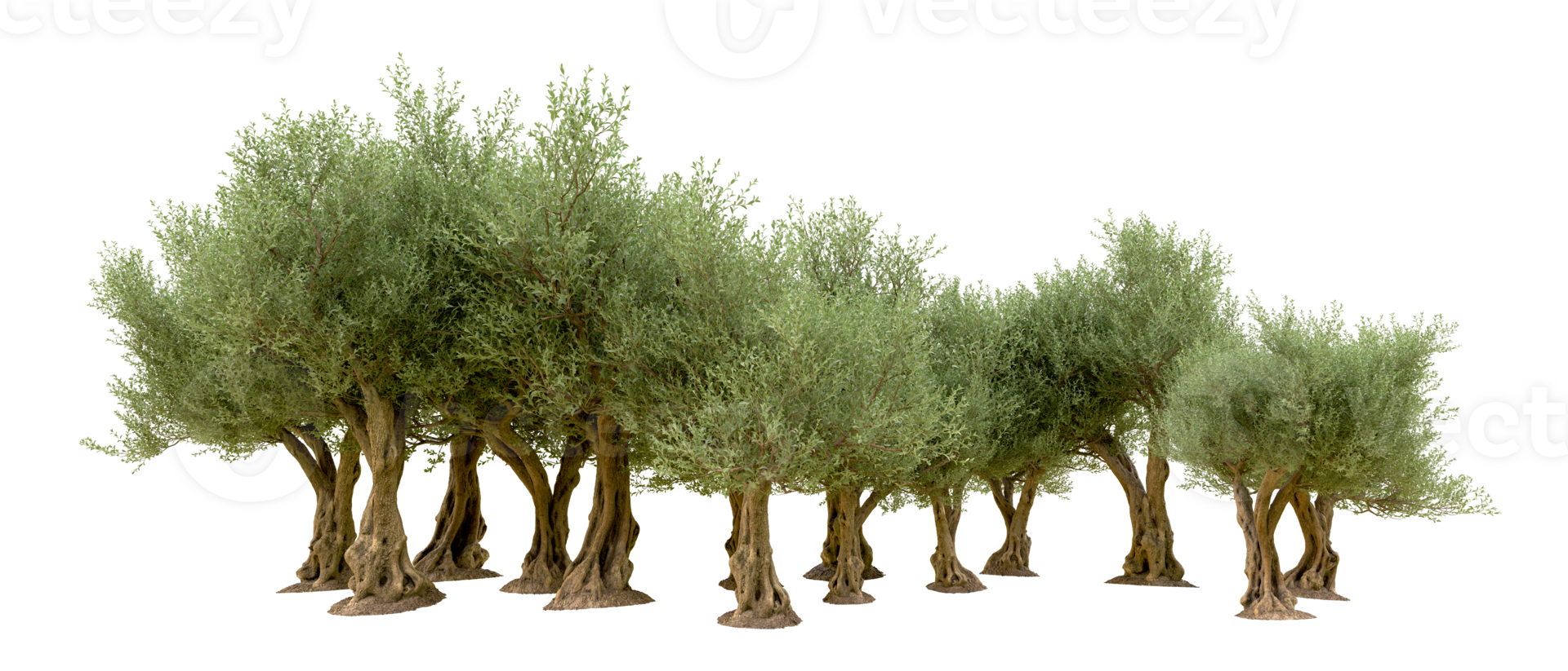 Green forest isolated on background. 3d rendering - illustration png