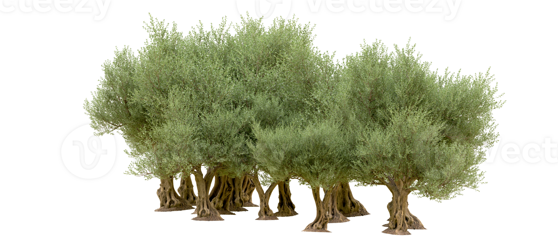 Green forest isolated on background. 3d rendering - illustration png