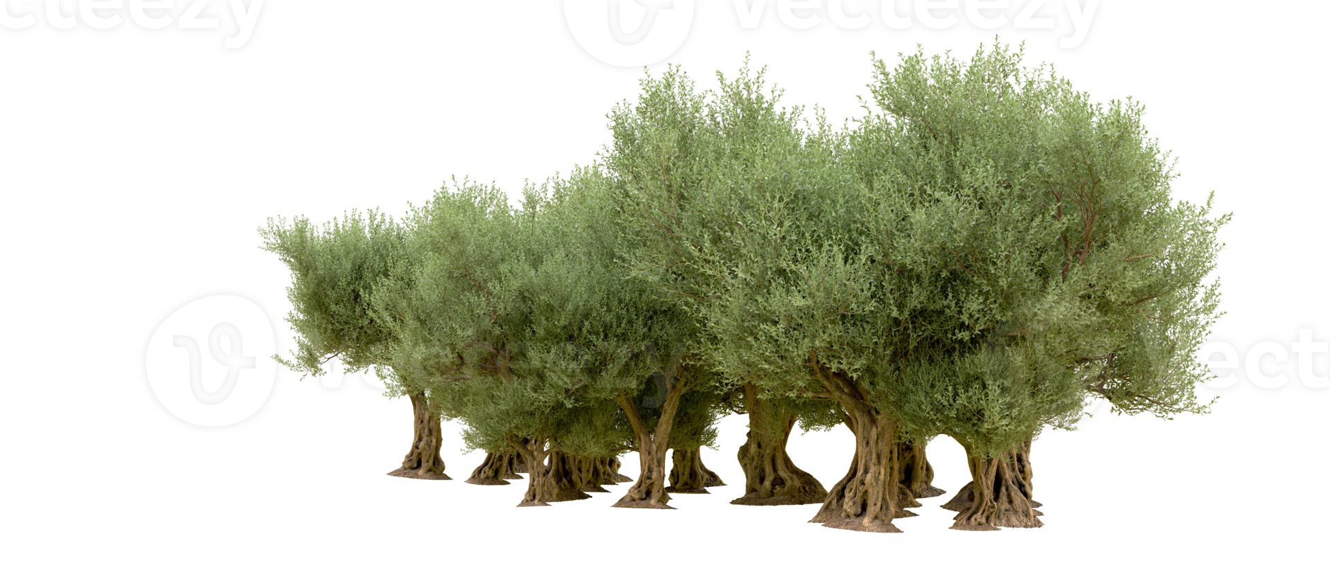 Green forest isolated on background. 3d rendering - illustration png