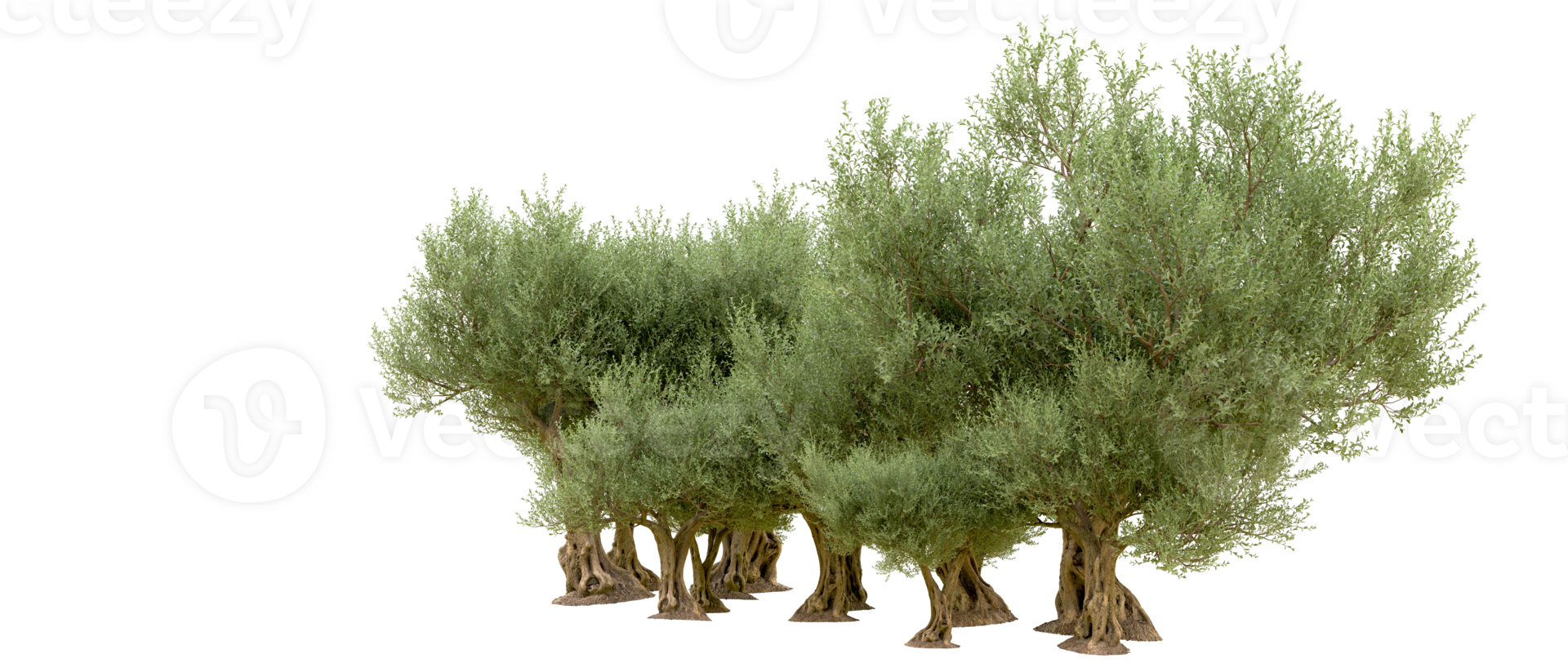 Green forest isolated on background. 3d rendering - illustration png