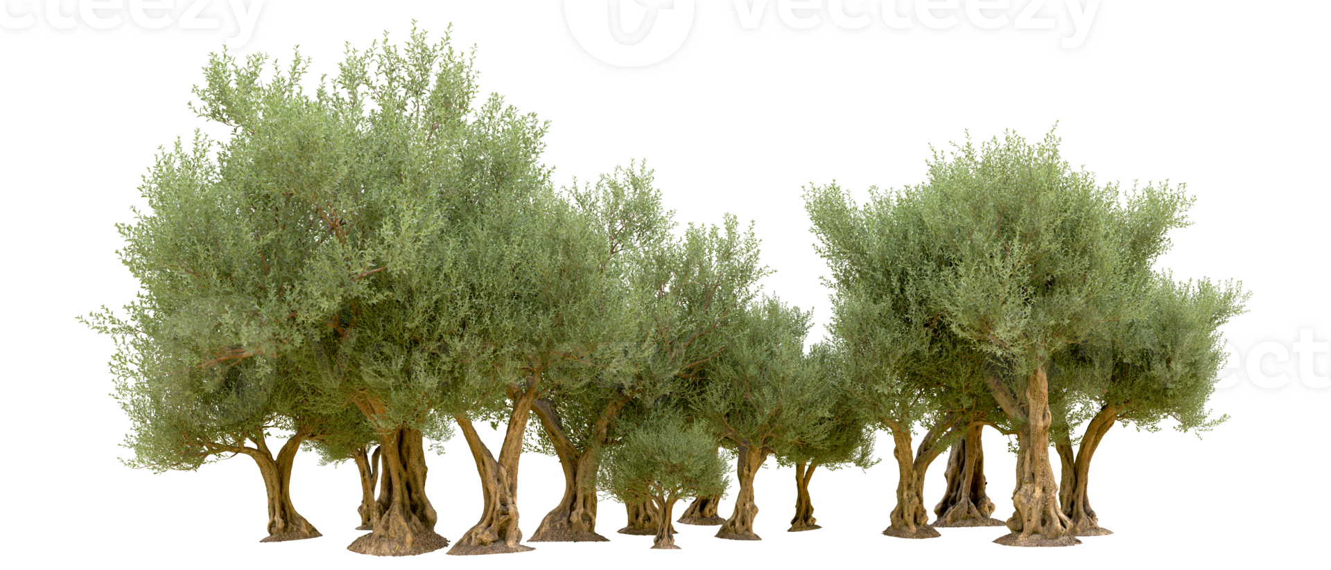 Green forest isolated on background. 3d rendering - illustration png