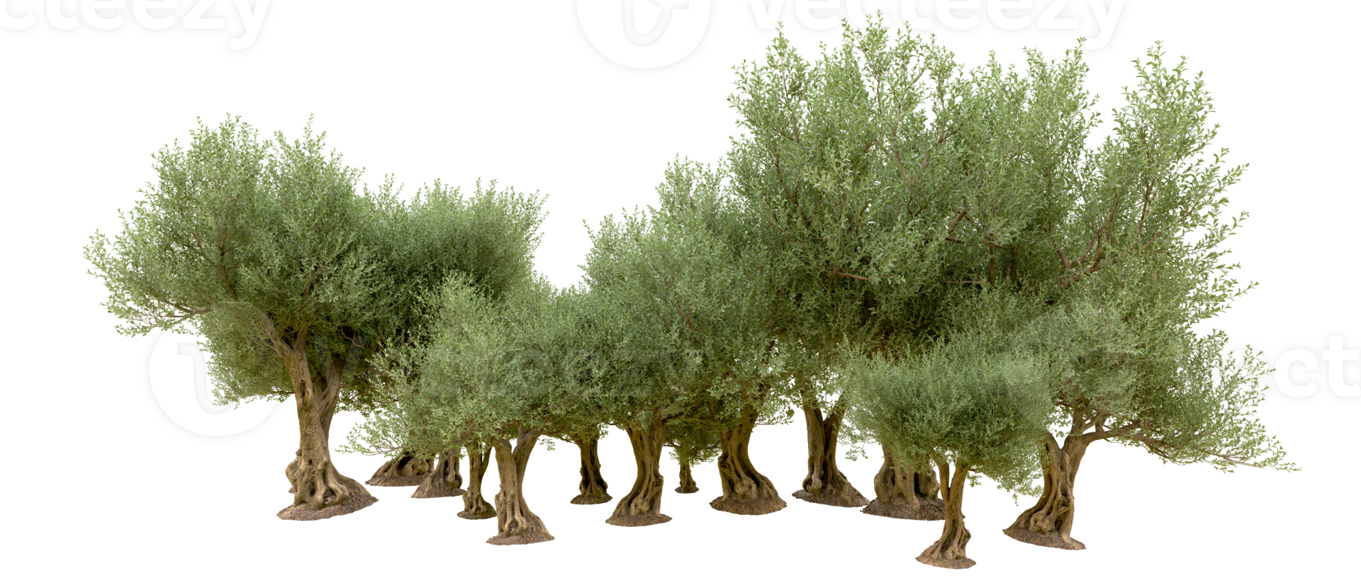 Green forest isolated on background. 3d rendering - illustration png