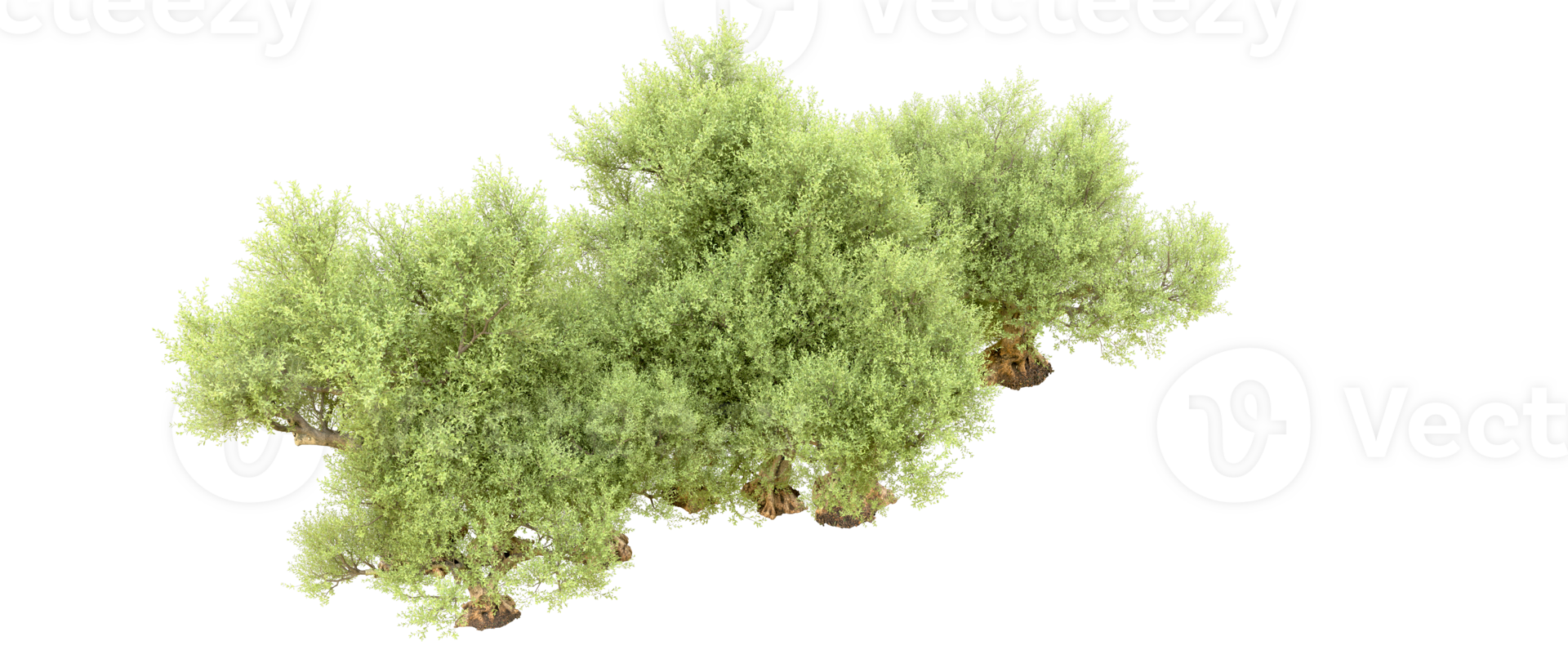 Green forest isolated on background. 3d rendering - illustration png