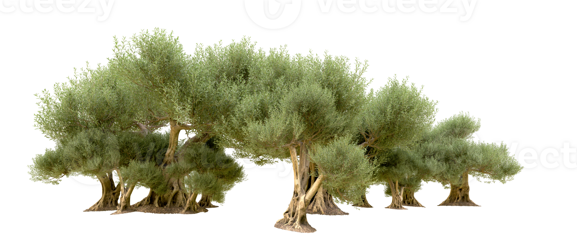 Green forest isolated on background. 3d rendering - illustration png