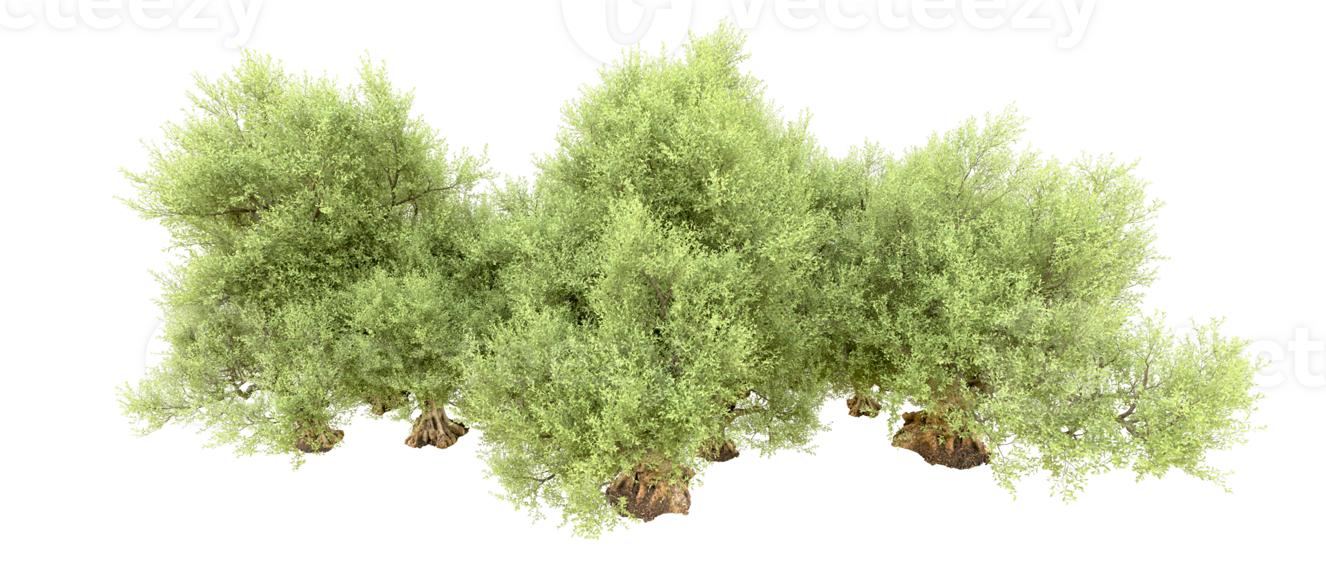 Green forest isolated on background. 3d rendering - illustration png