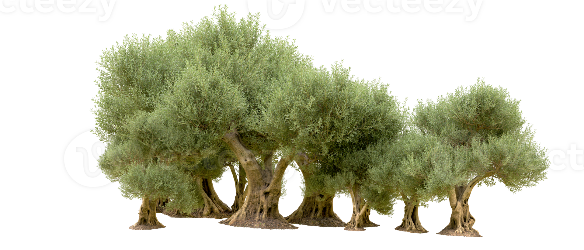 Green forest isolated on background. 3d rendering - illustration png