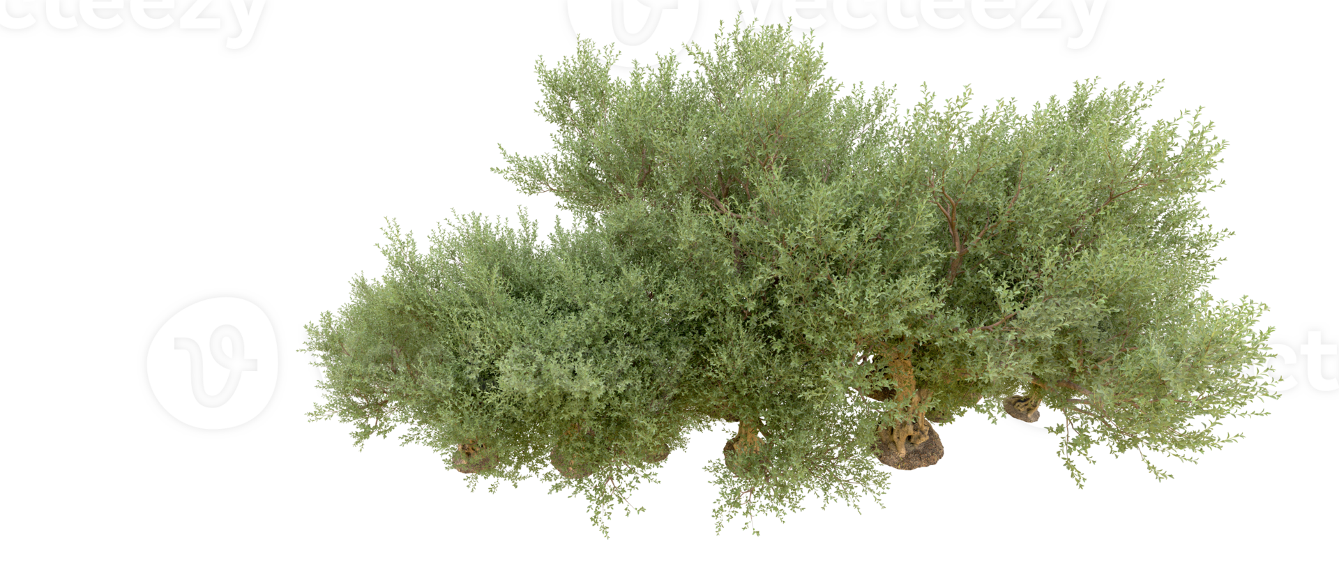 Green forest isolated on background. 3d rendering - illustration png