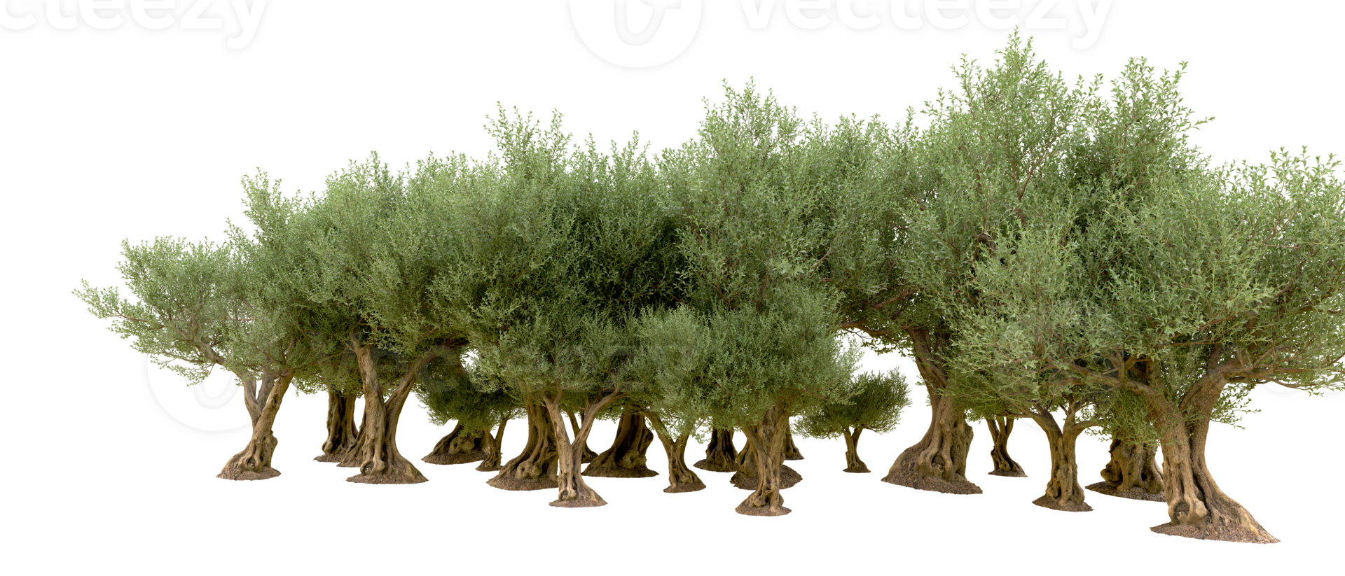 Green forest isolated on background. 3d rendering - illustration png