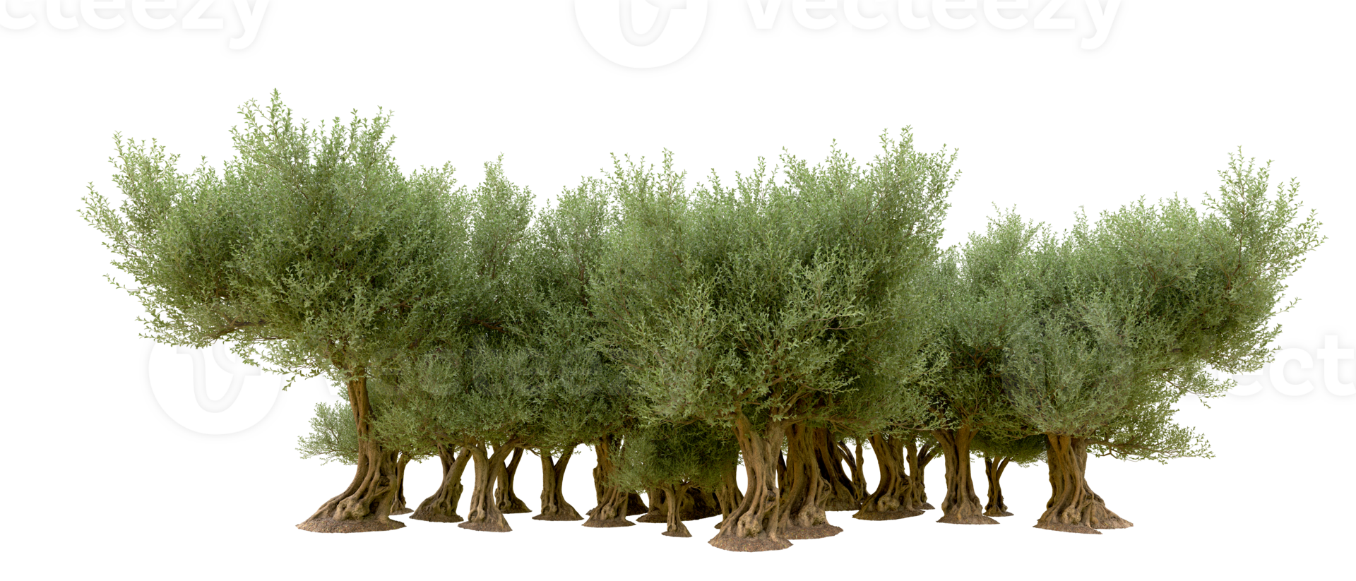 Green forest isolated on background. 3d rendering - illustration png