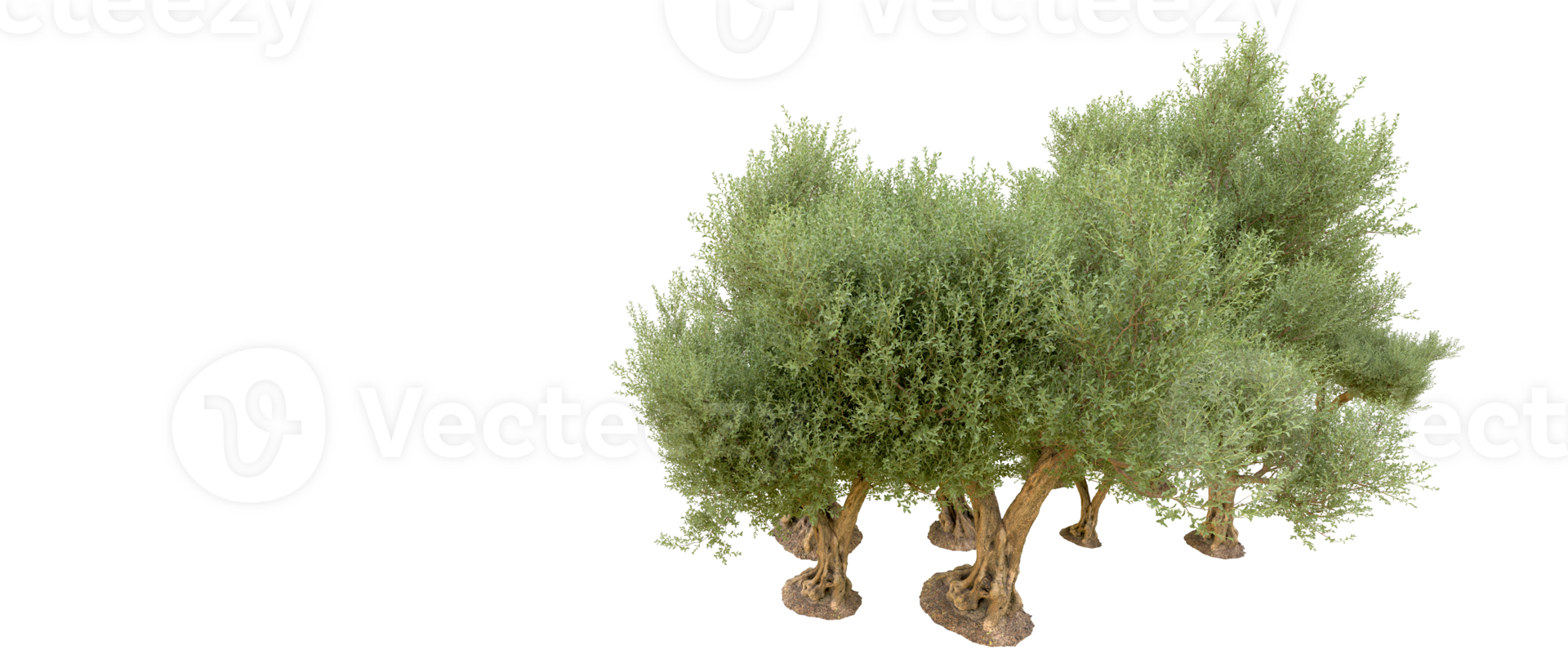 Green forest isolated on background. 3d rendering - illustration png
