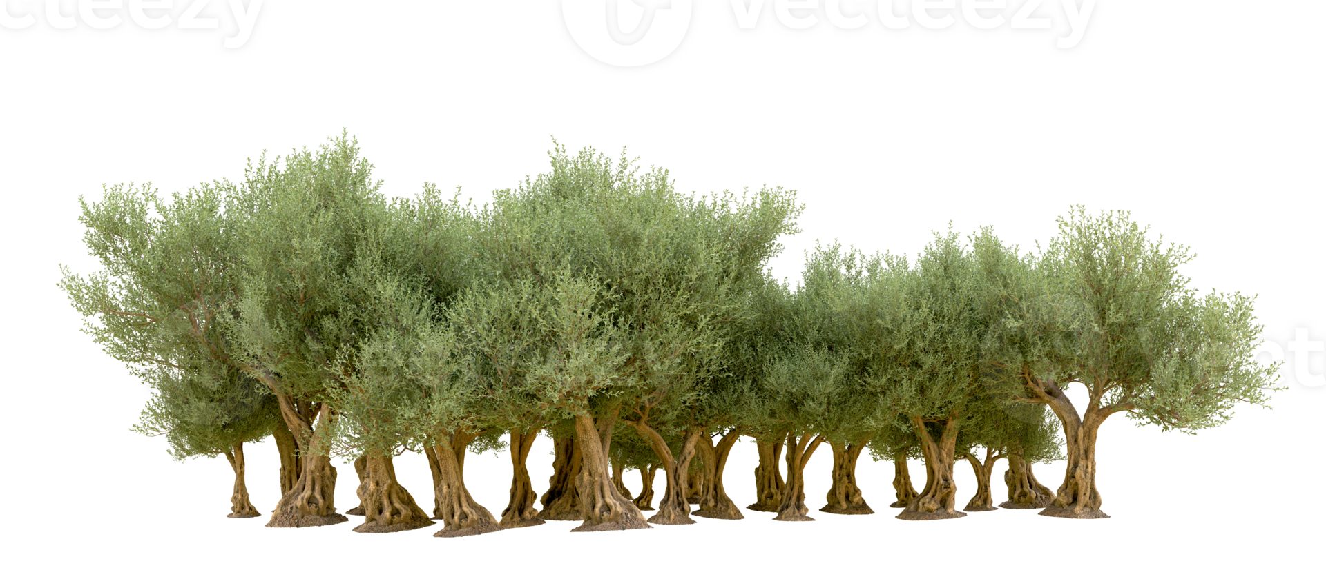 Green forest isolated on background. 3d rendering - illustration png