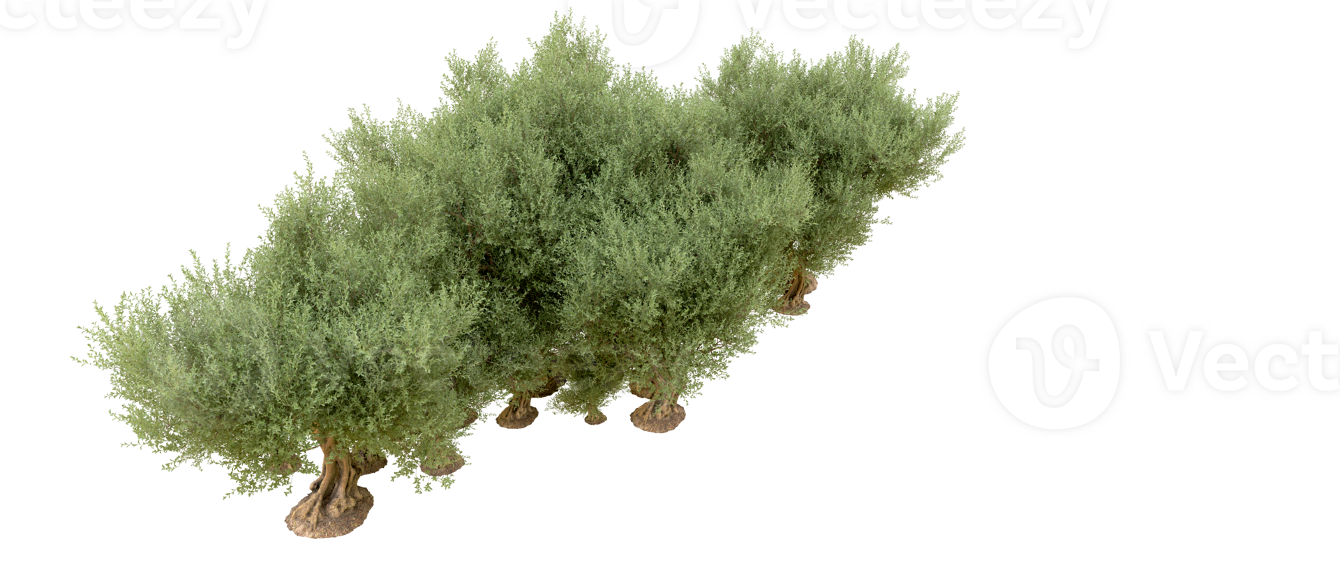 Green forest isolated on background. 3d rendering - illustration png