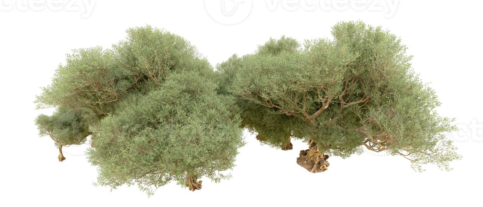 Green forest isolated on background. 3d rendering - illustration png