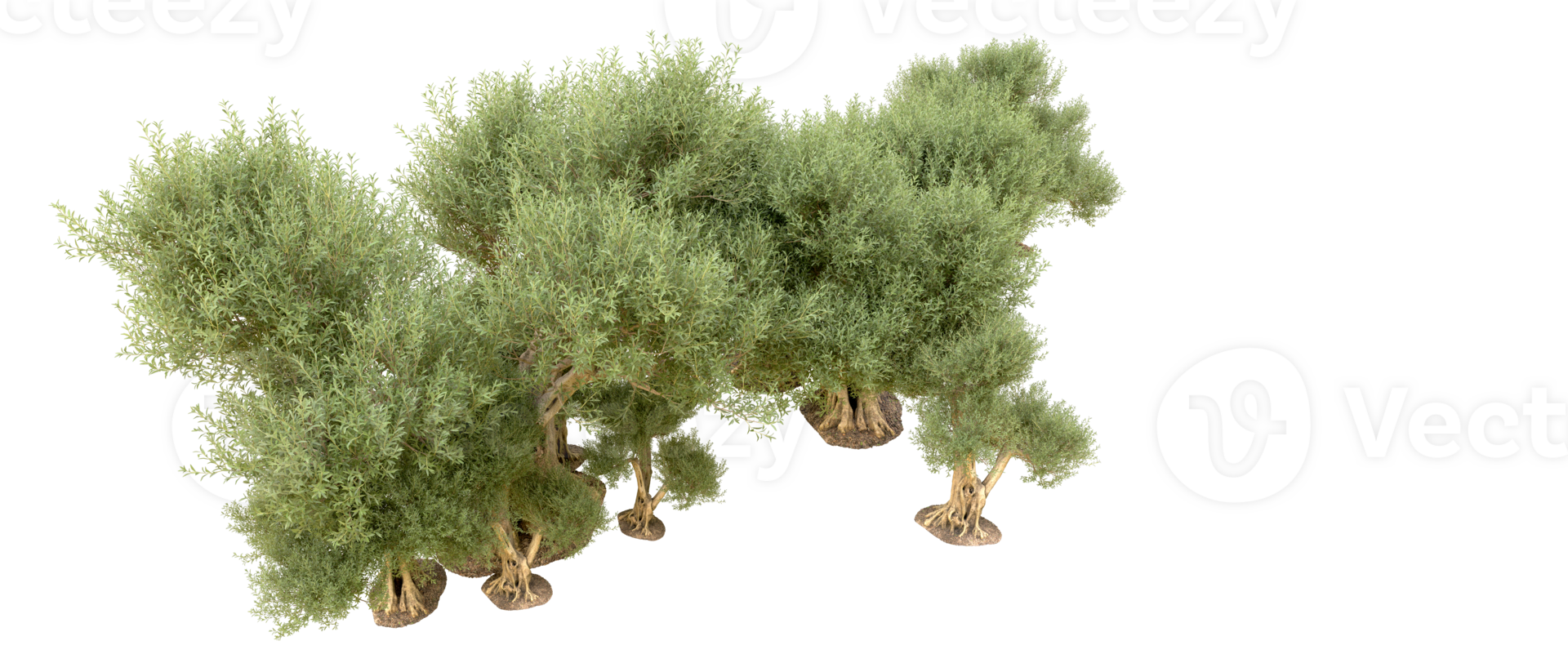 Green forest isolated on background. 3d rendering - illustration png