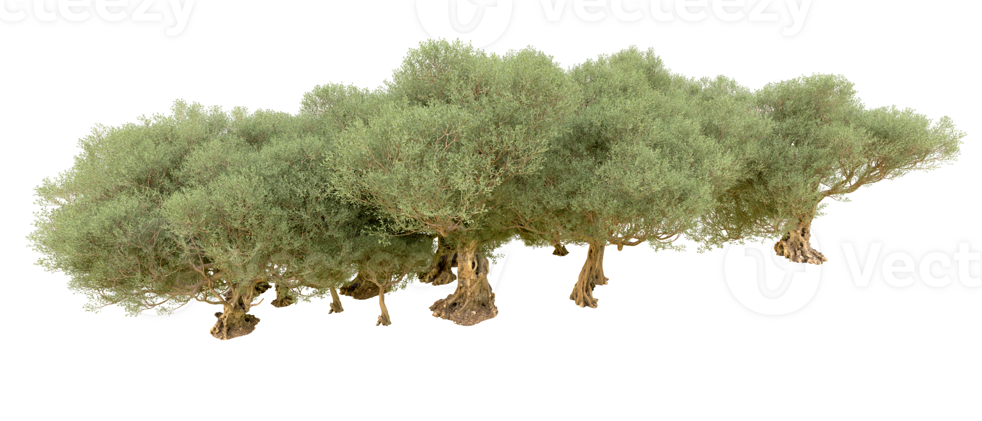 verde bosque aislado en antecedentes. 3d representación - ilustración png