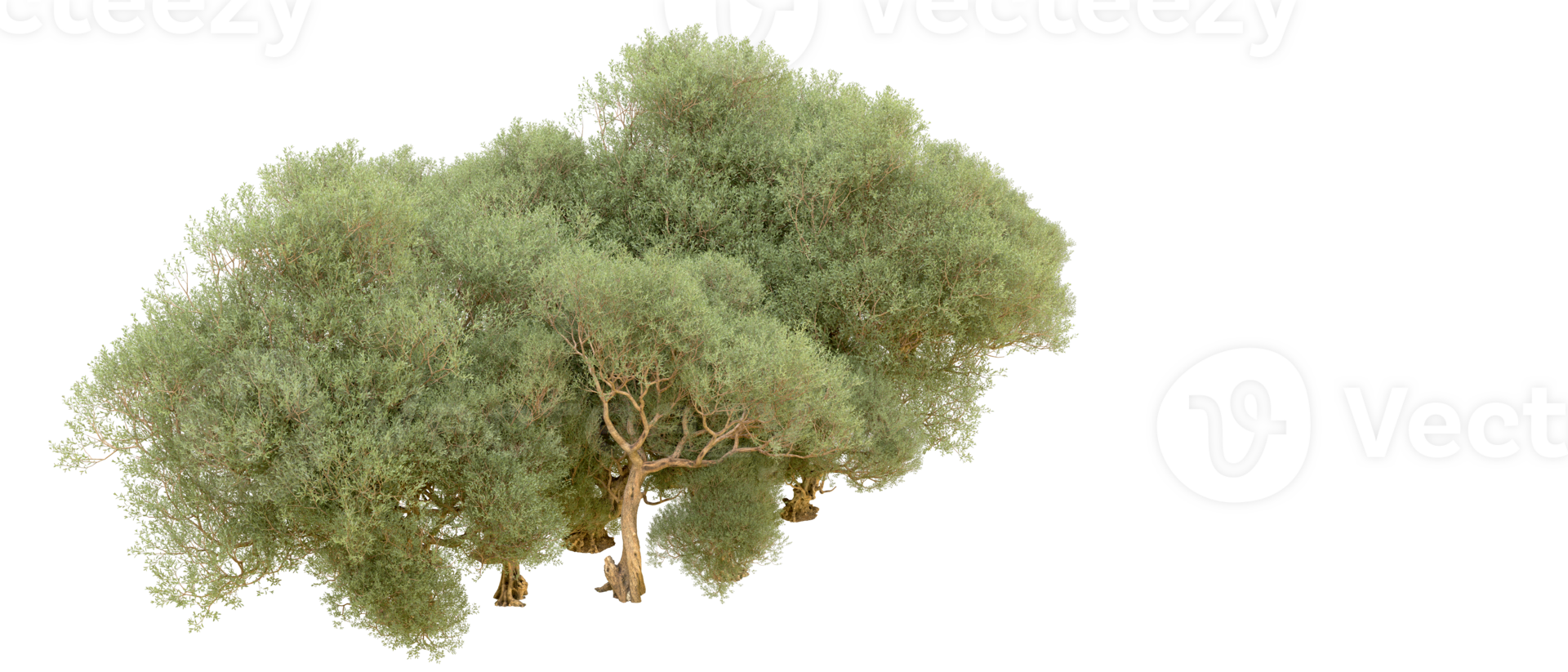 Green forest isolated on background. 3d rendering - illustration png