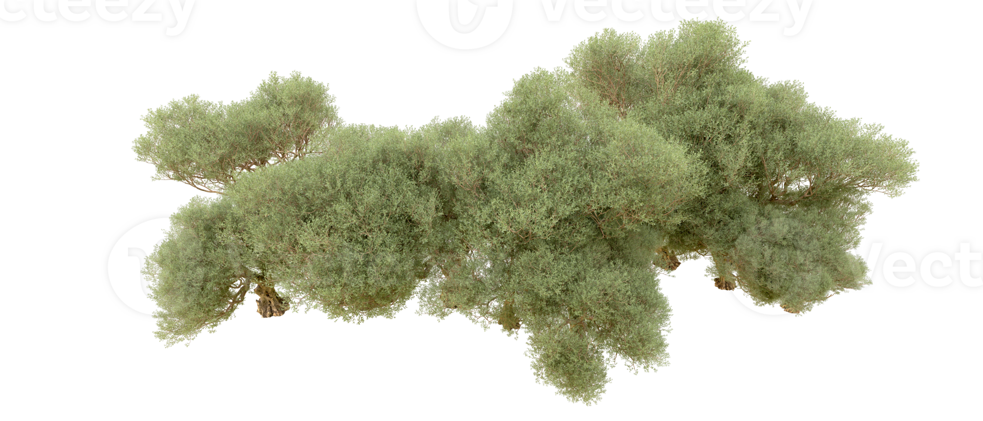 Green forest isolated on background. 3d rendering - illustration png