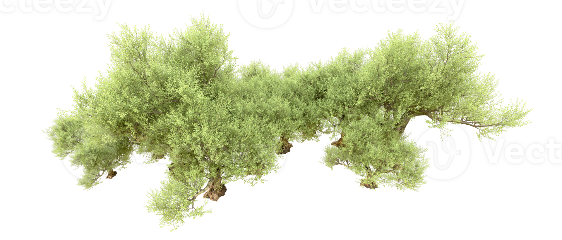 Green forest isolated on background. 3d rendering - illustration png