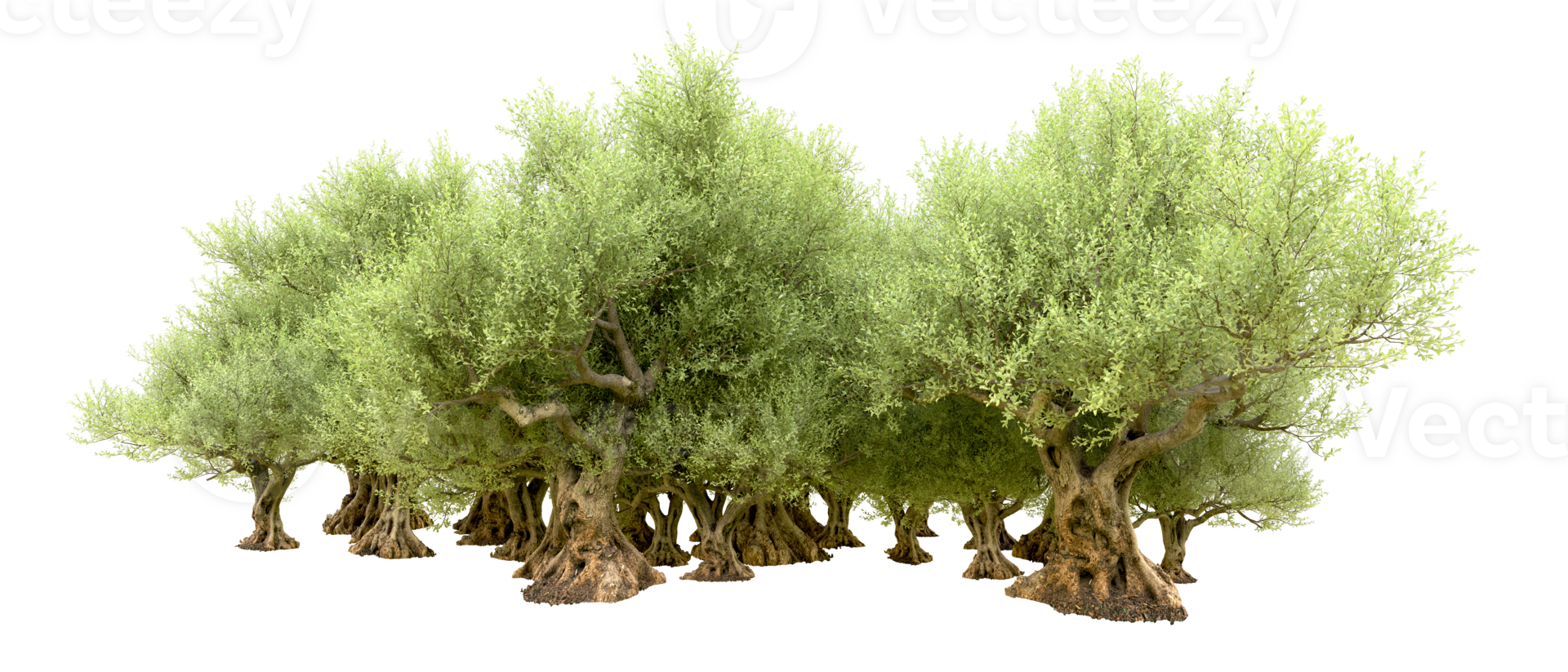 Green forest isolated on background. 3d rendering - illustration png
