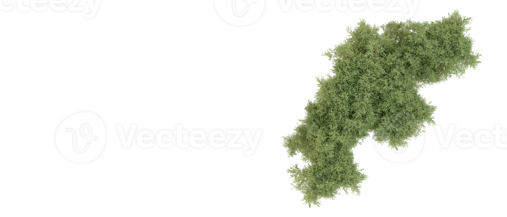 Green forest isolated on background. 3d rendering - illustration png