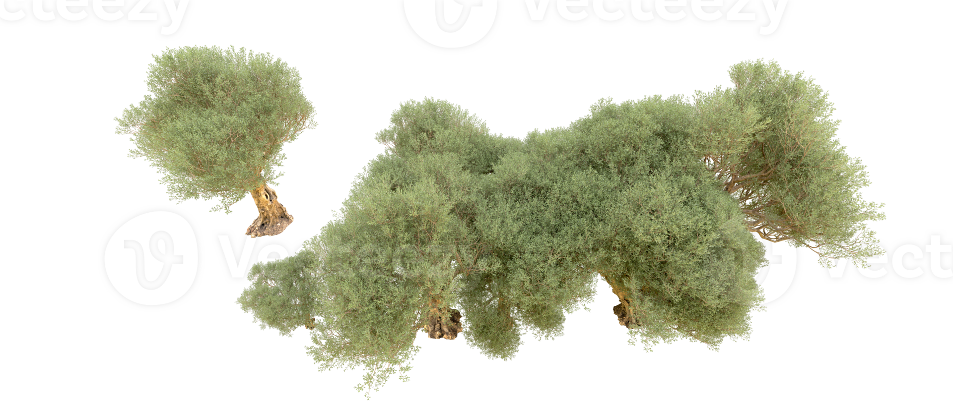 vert forêt isolé sur Contexte. 3d le rendu - illustration png