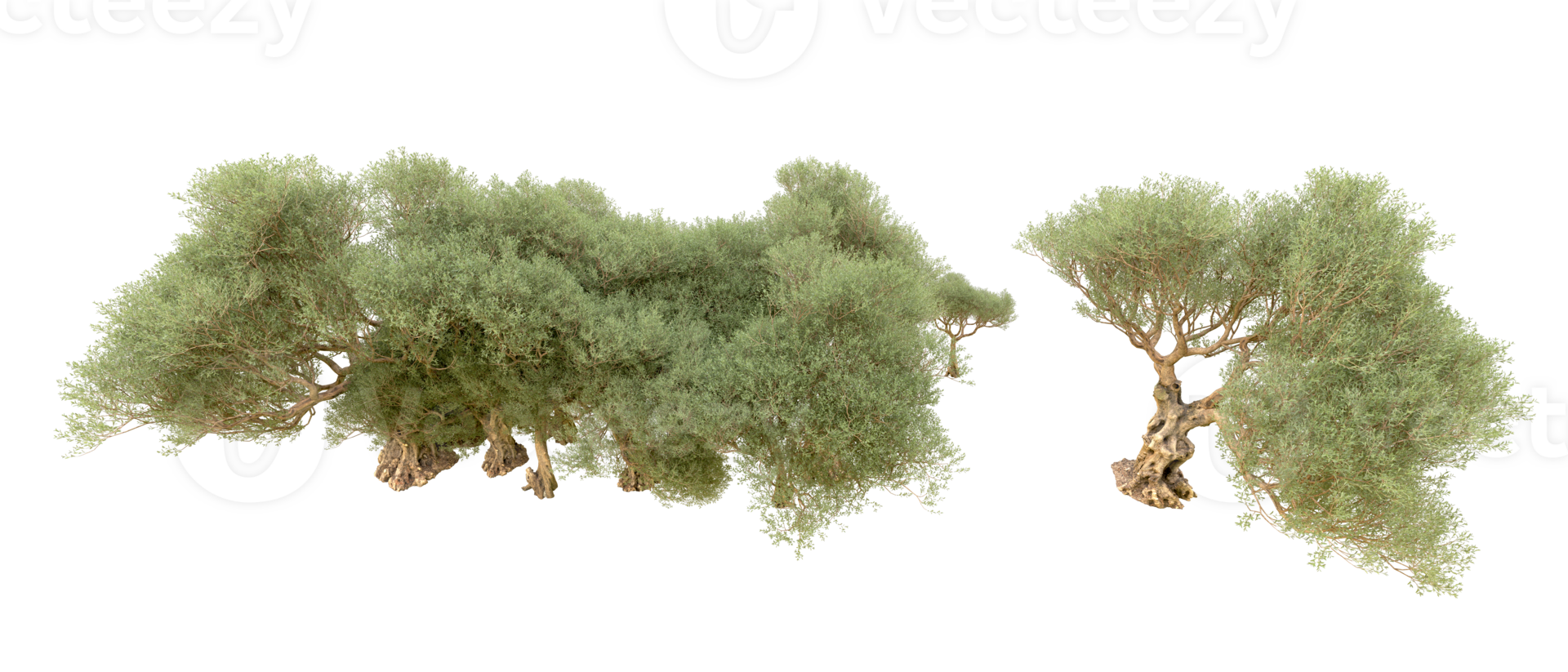 vert forêt isolé sur Contexte. 3d le rendu - illustration png