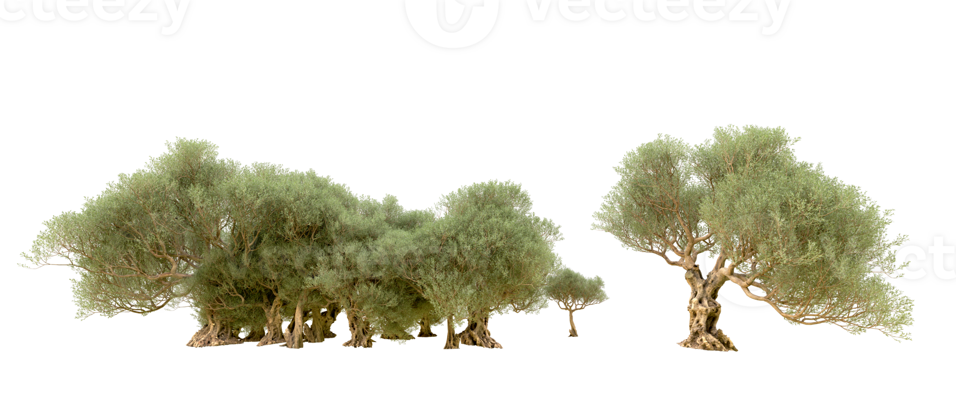 verde bosque aislado en antecedentes. 3d representación - ilustración png