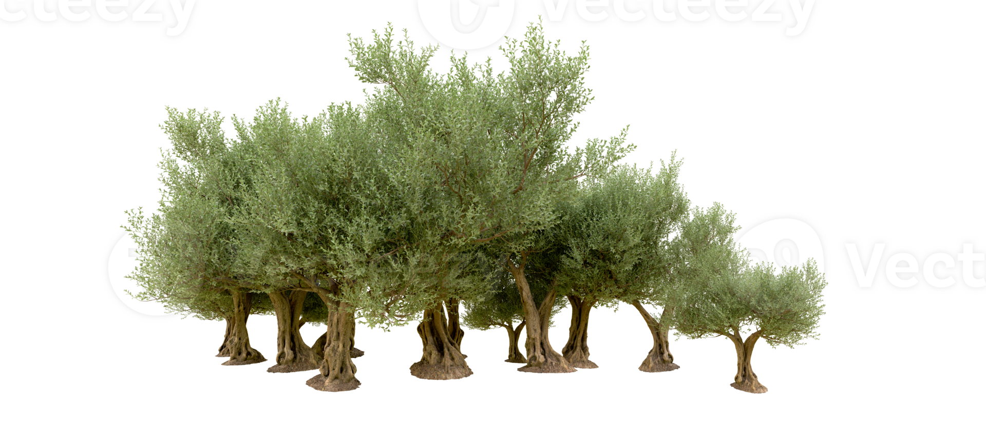 Green forest isolated on background. 3d rendering - illustration png