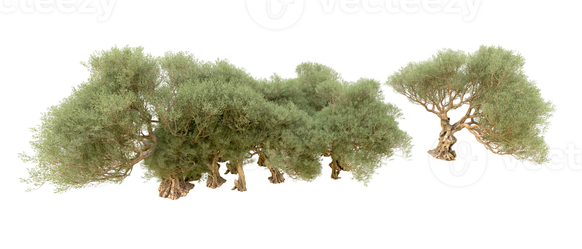 Green forest isolated on background. 3d rendering - illustration png