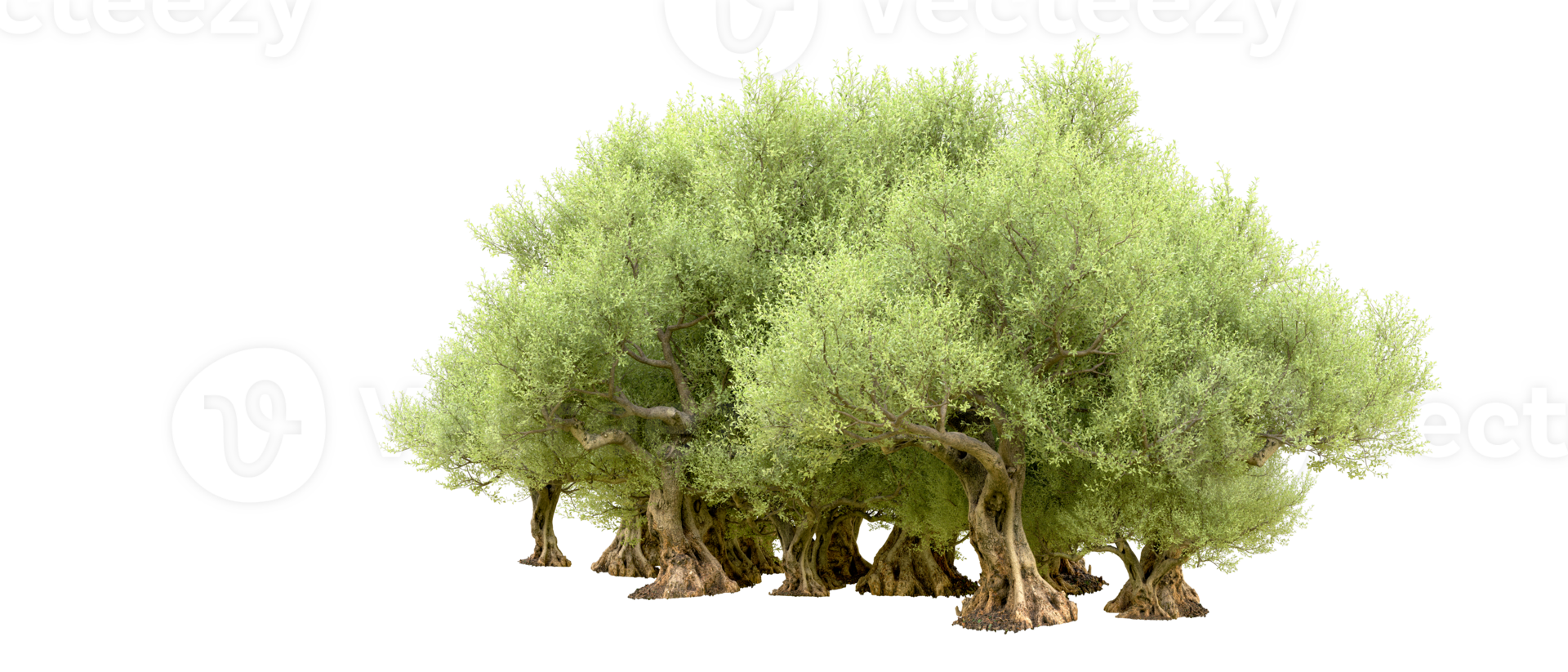 Green forest isolated on background. 3d rendering - illustration png