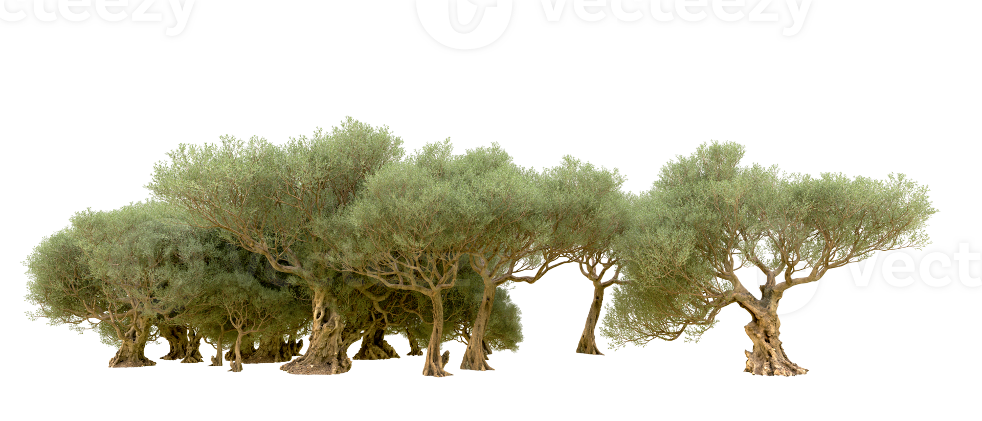 Green forest isolated on background. 3d rendering - illustration png