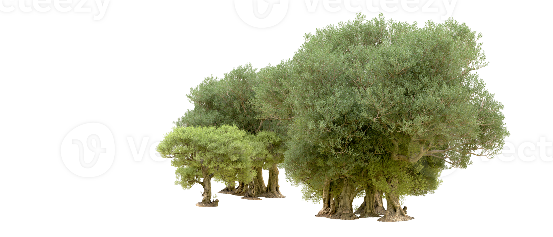 Green forest isolated on background. 3d rendering - illustration png